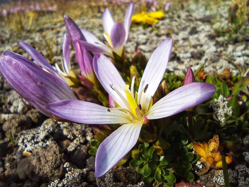 Conservación de la Flora de la Sierra Ecuatoriana