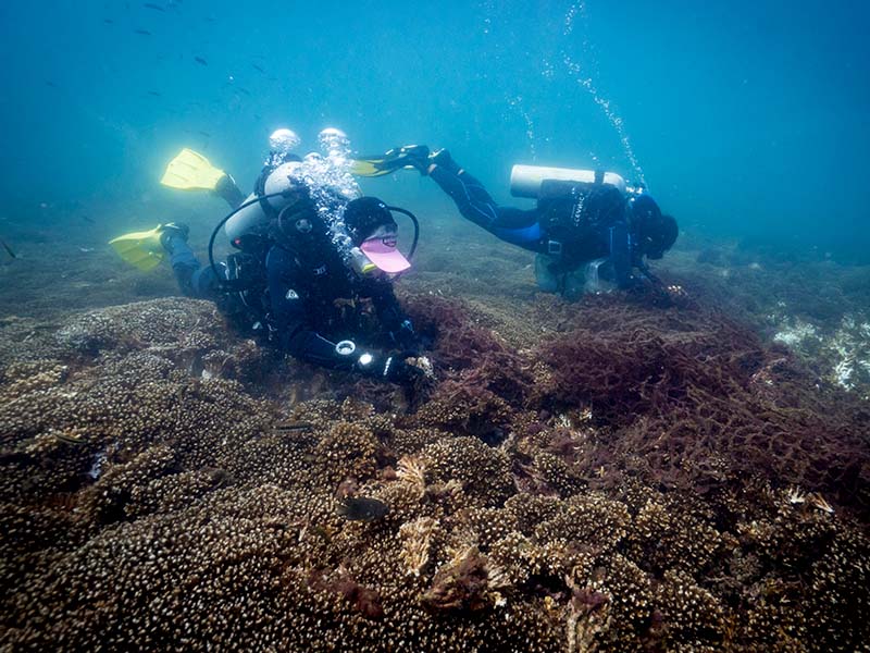Apoya a la limpieza de Redes Fantasma y Construye un Futuro para todos