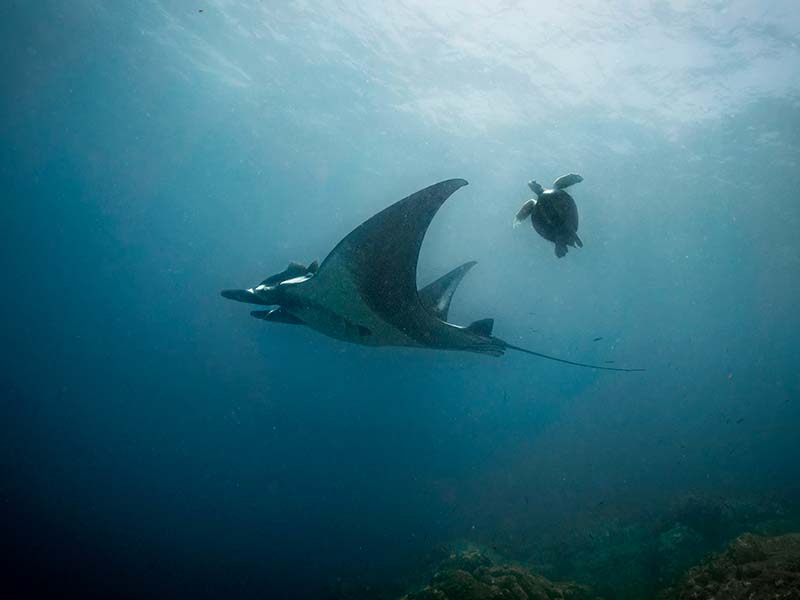 Conservación de Especies Marinas - Ecuador