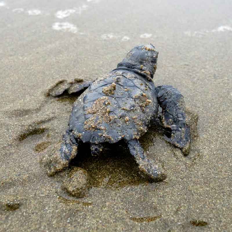 Monitoreo y Protección de Tortugas Marinas
