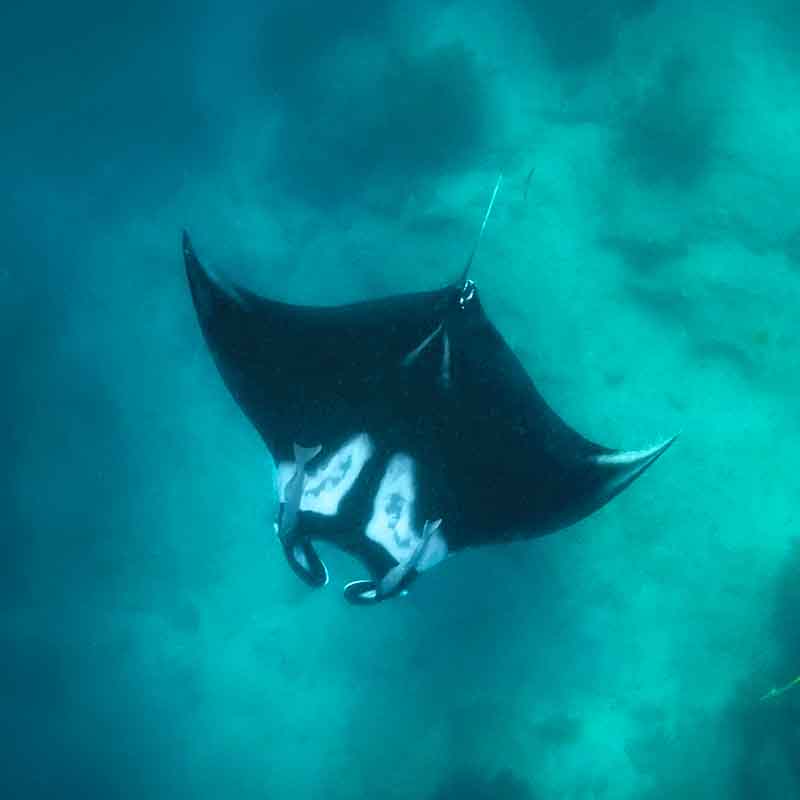 Prácticas y Visitas de Observación de Fauna Marina - Ecuador